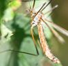 Tipula vernalis